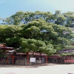 紀三井寺の樟樹の写真