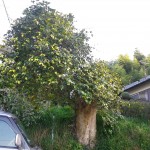 椿の巨樹の写真