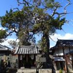 常行寺の柏槙の写真