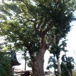 丹生神社の樟樹の写真