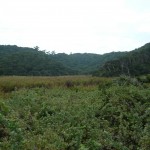 友ヶ島深蛇池湿地帯植物群落の写真