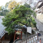 紀三井寺の応同樹の写真