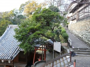 紀三井寺の応同樹